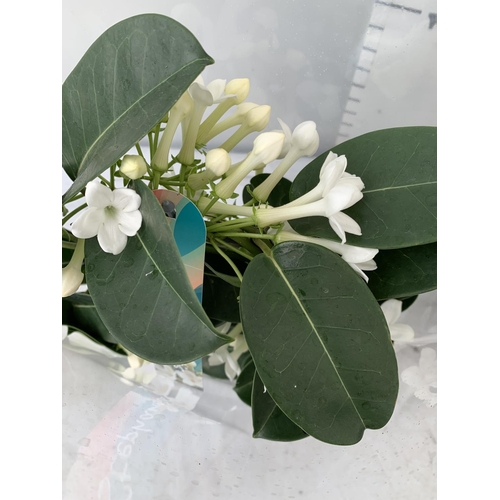 47 - TWO STEPHANOTIS FLORIUNDA BOW GROWN ON A HOOP IN  A 1 LTR POT APPROX 50CM IN HEIGHT PLUS VAT TO BE S... 