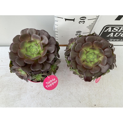 48 - TWO AEONIUM ARBOREUM VELOURS 'TABLE TOPPERS' IN 1 LTR POTS 35CM IN HEIGHT PLUS VAT TO BE SOLD FOR TH... 