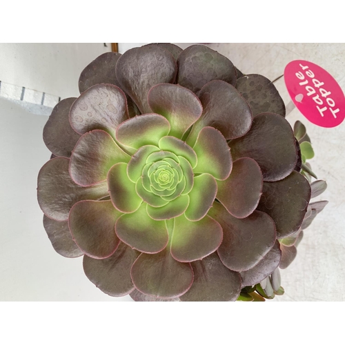 48 - TWO AEONIUM ARBOREUM VELOURS 'TABLE TOPPERS' IN 1 LTR POTS 35CM IN HEIGHT PLUS VAT TO BE SOLD FOR TH... 