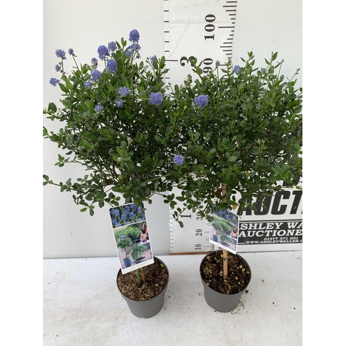 53 - TWO CEANOTHUS IMPRESSUS STANDARD TREES 'VICTORIA' IN FLOWER APPROX A METRE IN HEIGHT IN 3 LTR POTS P... 