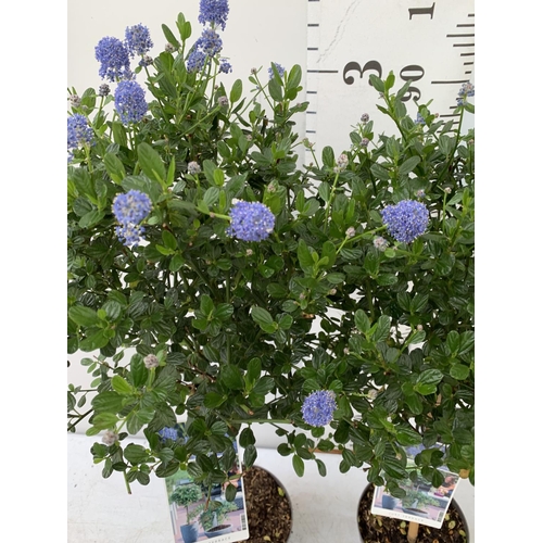 53 - TWO CEANOTHUS IMPRESSUS STANDARD TREES 'VICTORIA' IN FLOWER APPROX A METRE IN HEIGHT IN 3 LTR POTS P... 