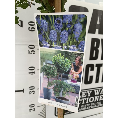 53 - TWO CEANOTHUS IMPRESSUS STANDARD TREES 'VICTORIA' IN FLOWER APPROX A METRE IN HEIGHT IN 3 LTR POTS P... 