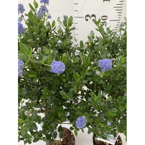 53 - TWO CEANOTHUS IMPRESSUS STANDARD TREES 'VICTORIA' IN FLOWER APPROX A METRE IN HEIGHT IN 3 LTR POTS P... 