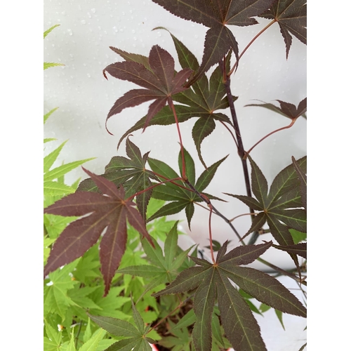 54 - TWO ACER PALMATUMS 'ATROPURPUREUM' AND 'JORDAN' IN 3 LTR POTS APPROX 80-110CM IN HEIGHT PLUS VAT TO ... 