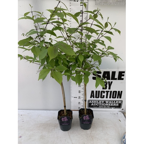 55 - TWO PURPLE CALLICARPA STANDARD TREES BODINIERI PROFUSION IN 4 LTR POTS 160CM IN HEIGHT PLUS VAT TO B... 