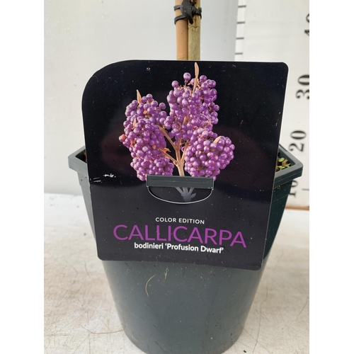 55 - TWO PURPLE CALLICARPA STANDARD TREES BODINIERI PROFUSION IN 4 LTR POTS 160CM IN HEIGHT PLUS VAT TO B... 