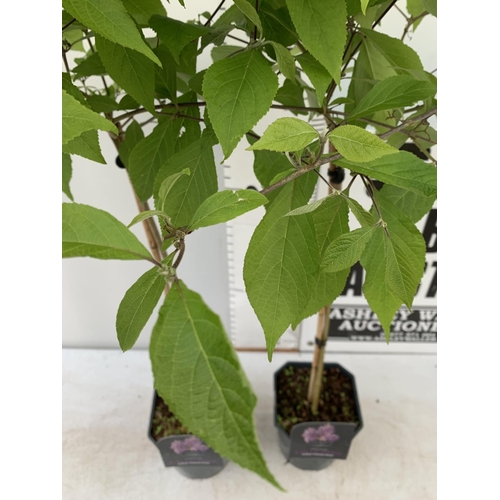 55 - TWO PURPLE CALLICARPA STANDARD TREES BODINIERI PROFUSION IN 4 LTR POTS 160CM IN HEIGHT PLUS VAT TO B... 