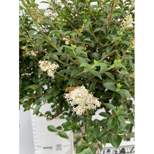 57 - TWO LIGUSTRUM DELAVAYANUM STANDARD TREES APPROX 1 METRE IN HEIGHT IN 3LTR POTS PLUS VAT TO BE SOLD F... 