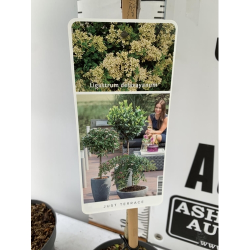 57 - TWO LIGUSTRUM DELAVAYANUM STANDARD TREES APPROX 1 METRE IN HEIGHT IN 3LTR POTS PLUS VAT TO BE SOLD F... 