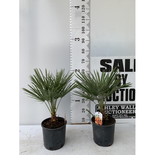 58 - TWO CHAMAEROPS HUMILIS HARDY IN 3 LTR POTS APPROX 60CM IN HEIGHT PLUS VAT TO BE SOLD FOR THE TWO