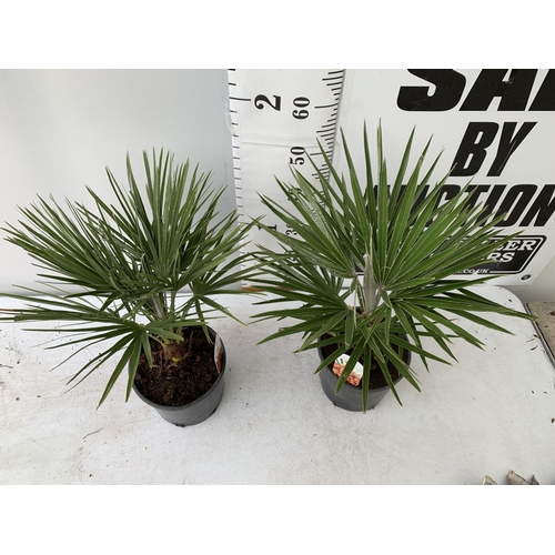 58 - TWO CHAMAEROPS HUMILIS HARDY IN 3 LTR POTS APPROX 60CM IN HEIGHT PLUS VAT TO BE SOLD FOR THE TWO