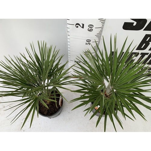 58 - TWO CHAMAEROPS HUMILIS HARDY IN 3 LTR POTS APPROX 60CM IN HEIGHT PLUS VAT TO BE SOLD FOR THE TWO