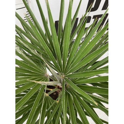 58 - TWO CHAMAEROPS HUMILIS HARDY IN 3 LTR POTS APPROX 60CM IN HEIGHT PLUS VAT TO BE SOLD FOR THE TWO