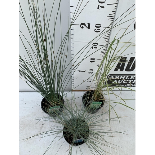 59 - THREE ORNAMENTAL GRASSES FESTUCA 'ELIJAH BLUE' CALAMAGROSTIS OVERDAM AND JUNCUS BLUE DART APPROX 40-... 