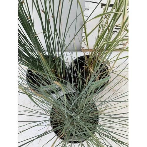 59 - THREE ORNAMENTAL GRASSES FESTUCA 'ELIJAH BLUE' CALAMAGROSTIS OVERDAM AND JUNCUS BLUE DART APPROX 40-... 