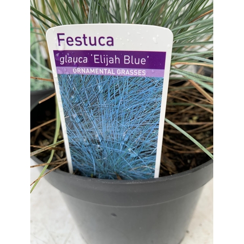 59 - THREE ORNAMENTAL GRASSES FESTUCA 'ELIJAH BLUE' CALAMAGROSTIS OVERDAM AND JUNCUS BLUE DART APPROX 40-... 