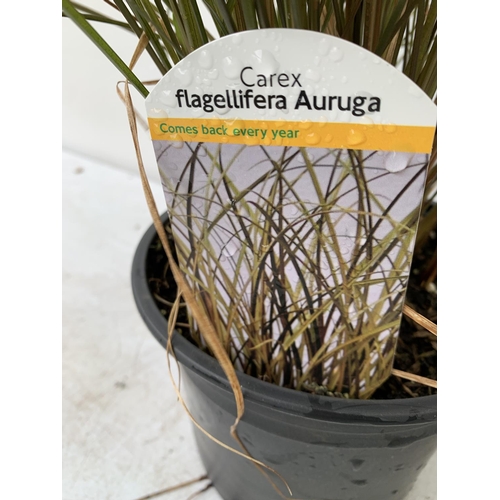 60 - THREE ORNAMENTAL GRASSES MISCANTHUS 'GOLD BAR', ACORUS 'OGON' AND CAREX 'FLAGELLIFERA AURUGA' IN 2 L... 