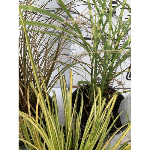 60 - THREE ORNAMENTAL GRASSES MISCANTHUS 'GOLD BAR', ACORUS 'OGON' AND CAREX 'FLAGELLIFERA AURUGA' IN 2 L... 