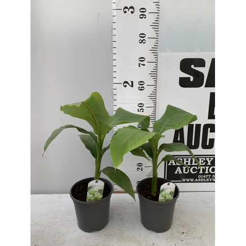 61 - TWO MUSA BASJOO BANANA PLANTS IN 2 LTR POTS 55CM TALL TO BE SOLD FOR THE TWO NO VAT