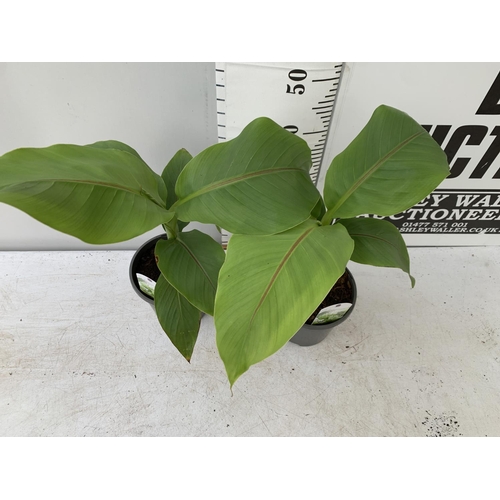 61 - TWO MUSA BASJOO BANANA PLANTS IN 2 LTR POTS 55CM TALL TO BE SOLD FOR THE TWO NO VAT