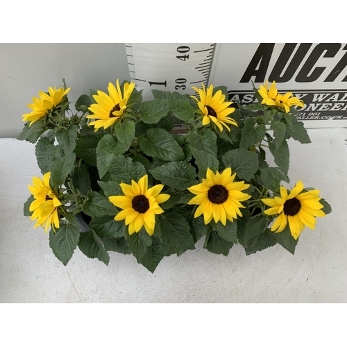 8 - EIGHT SUNFLOWERS HELIANTHUS ANNUUS SENSATION IN ONE LITRE POTS APPROX 35CM IN HEIGHT PLUS VAT TO BE ... 