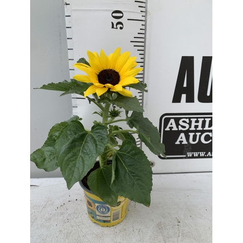 8 - EIGHT SUNFLOWERS HELIANTHUS ANNUUS SENSATION IN ONE LITRE POTS APPROX 35CM IN HEIGHT PLUS VAT TO BE ... 