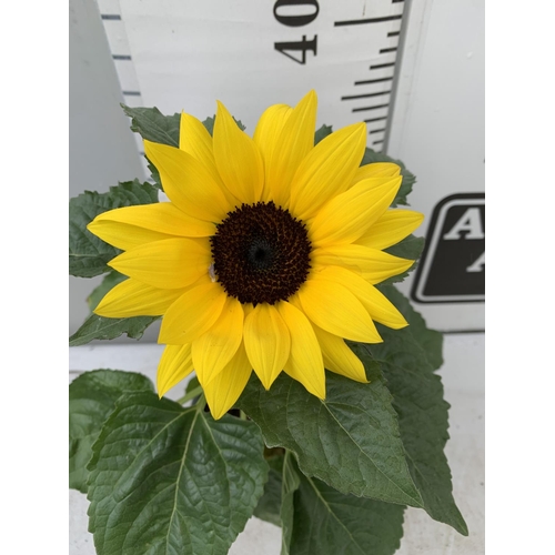 8 - EIGHT SUNFLOWERS HELIANTHUS ANNUUS SENSATION IN ONE LITRE POTS APPROX 35CM IN HEIGHT PLUS VAT TO BE ... 