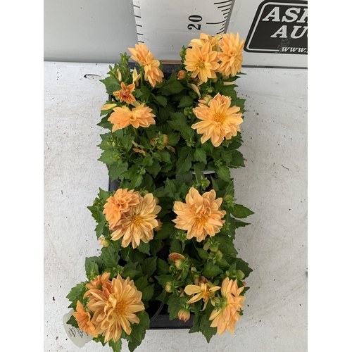 9 - EIGHT DAHLIA 'LINDA' IN 1LTR POTS ON A TRAY APPROX 30CM IN HEIGHT PLUS VAT TO BE SOLD FOR THE EIGHT