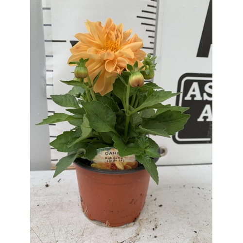 9 - EIGHT DAHLIA 'LINDA' IN 1LTR POTS ON A TRAY APPROX 30CM IN HEIGHT PLUS VAT TO BE SOLD FOR THE EIGHT