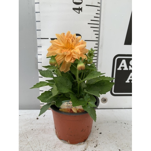 9 - EIGHT DAHLIA 'LINDA' IN 1LTR POTS ON A TRAY APPROX 30CM IN HEIGHT PLUS VAT TO BE SOLD FOR THE EIGHT