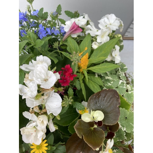 2 - THREE LARGE LONDON HANGING BASKETS FILLED WITH BASKET PLANTS IN FLOWER, 35CM IN DIAMETER, APPROX 45C... 