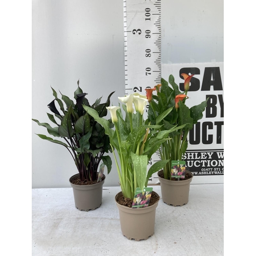 43 - THREE ZANTEDESCHIA CALLA LILLIES IN MIXED COLOURS IN 2 LTR POTS APPROX 60-70CM IN HEIGHT PLUS VAT TO... 