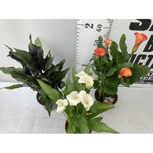 43 - THREE ZANTEDESCHIA CALLA LILLIES IN MIXED COLOURS IN 2 LTR POTS APPROX 60-70CM IN HEIGHT PLUS VAT TO... 