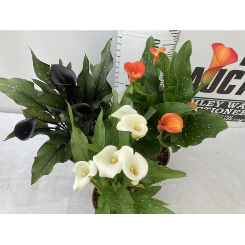 43 - THREE ZANTEDESCHIA CALLA LILLIES IN MIXED COLOURS IN 2 LTR POTS APPROX 60-70CM IN HEIGHT PLUS VAT TO... 