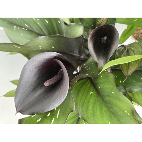 43 - THREE ZANTEDESCHIA CALLA LILLIES IN MIXED COLOURS IN 2 LTR POTS APPROX 60-70CM IN HEIGHT PLUS VAT TO... 