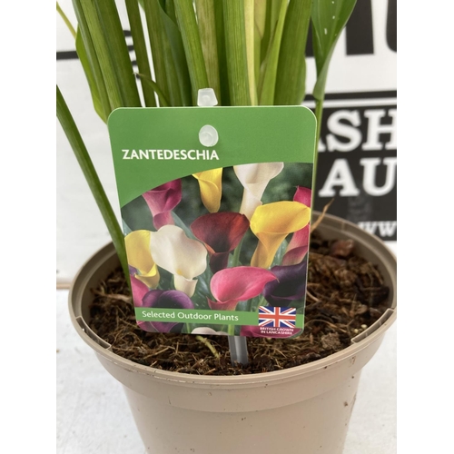 43 - THREE ZANTEDESCHIA CALLA LILLIES IN MIXED COLOURS IN 2 LTR POTS APPROX 60-70CM IN HEIGHT PLUS VAT TO... 