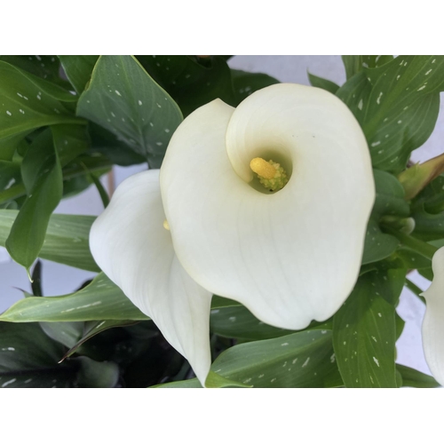 43 - THREE ZANTEDESCHIA CALLA LILLIES IN MIXED COLOURS IN 2 LTR POTS APPROX 60-70CM IN HEIGHT PLUS VAT TO... 