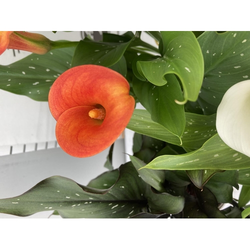 43 - THREE ZANTEDESCHIA CALLA LILLIES IN MIXED COLOURS IN 2 LTR POTS APPROX 60-70CM IN HEIGHT PLUS VAT TO... 