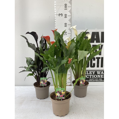 62 - THREE ZANTEDESCHIA CALLA LILLIES IN MIXED COLOURS IN 2 LTR POTS APPROX 60-70CM IN HEIGHT PLUS VAT TO... 