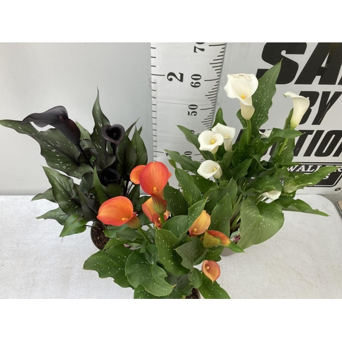 62 - THREE ZANTEDESCHIA CALLA LILLIES IN MIXED COLOURS IN 2 LTR POTS APPROX 60-70CM IN HEIGHT PLUS VAT TO... 