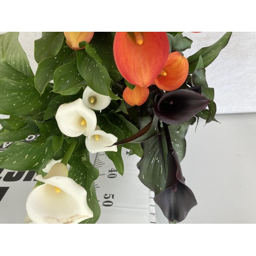 62 - THREE ZANTEDESCHIA CALLA LILLIES IN MIXED COLOURS IN 2 LTR POTS APPROX 60-70CM IN HEIGHT PLUS VAT TO... 