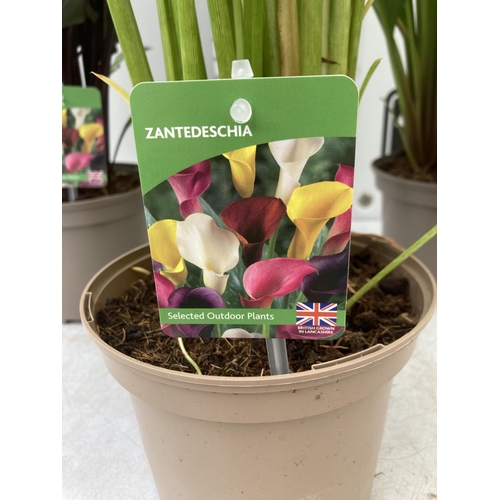 62 - THREE ZANTEDESCHIA CALLA LILLIES IN MIXED COLOURS IN 2 LTR POTS APPROX 60-70CM IN HEIGHT PLUS VAT TO... 