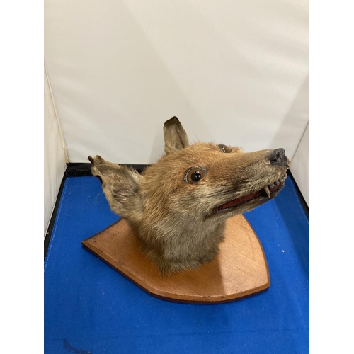 100 - A TAXIDERMY FOXES HEAD ON A SHIELD SHAPED WOODEN PLINTH