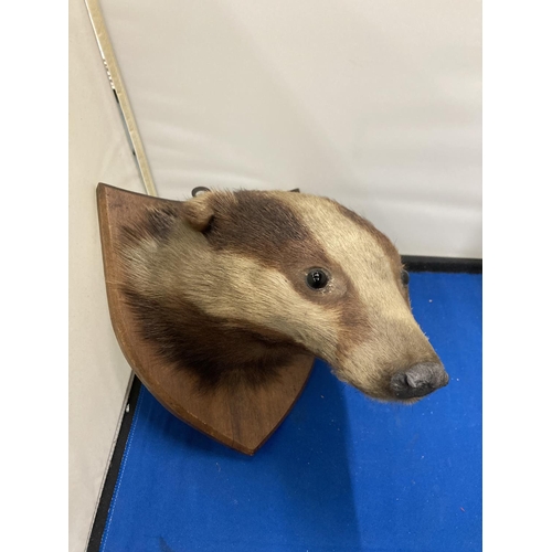 43 - A TAXIDERMY OF A BADGER HEAD ON A SHIELD SHAPED WOODEN PLINTH