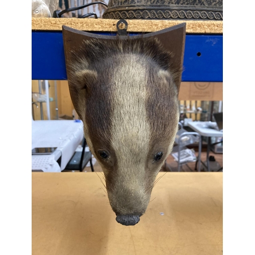 43 - A TAXIDERMY OF A BADGER HEAD ON A SHIELD SHAPED WOODEN PLINTH