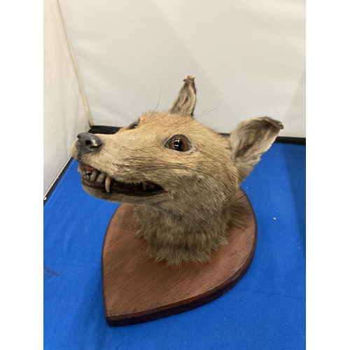 93 - A TAXIDERMY FOX HEAD ON A SHIELD SHAPED WOODEN PLINTH