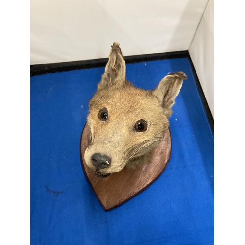 93 - A TAXIDERMY FOX HEAD ON A SHIELD SHAPED WOODEN PLINTH