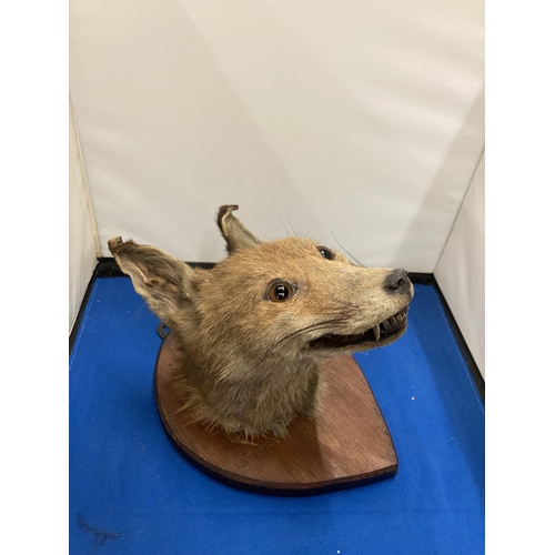 93 - A TAXIDERMY FOX HEAD ON A SHIELD SHAPED WOODEN PLINTH