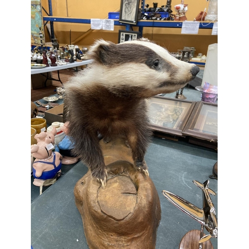 95 - A TAXIDERMY BADGER ON MOUNT - 34