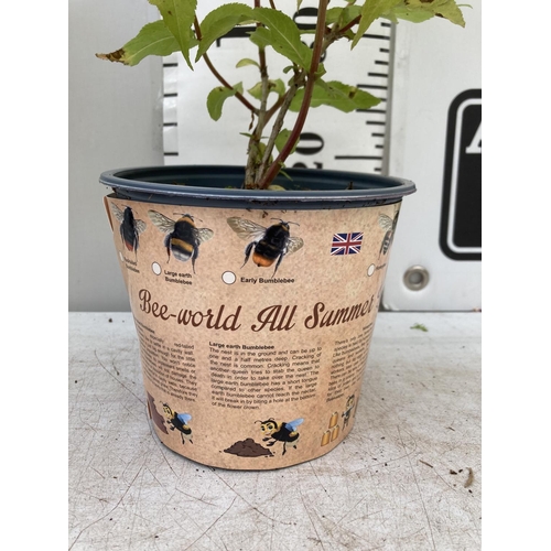 343 - SIX DIERVILLA RIVULARIS HONEYBEE PLANTS IN 1.5 LTR POTS - THIS HARDY PLANT FLOWERS FROM JUNE TO OCTO... 